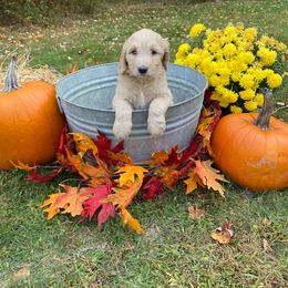 Goldendoodle Puppies from Finger Lakes Premium Goldendoodles
