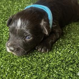 Puppy male 4 - Liver male Miniature Schnauzer puppy in Edinburg, Texas from Forever Schnauzers