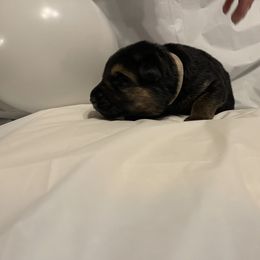 German Shepherd Puppies from Palmetto German Shepherds