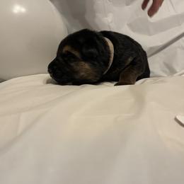 German Shepherd Puppies from Palmetto German Shepherds