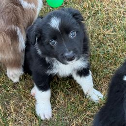 Rocky - Black and white male Border Collie puppy in Hartsville, South Carolina from Wiggles 4 Life