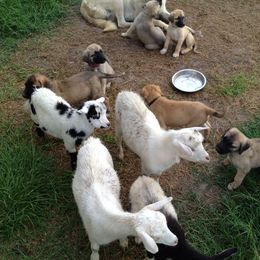 Anatolian Shepherd Dog Puppies from Alaturkay Anatolians since 1987