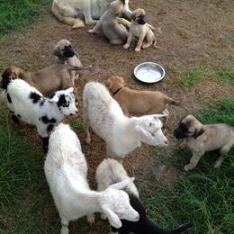 Anatolian Shepherd Dog Puppies from Alaturkay Anatolians since 1987