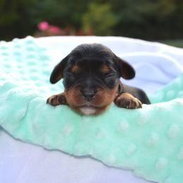 Cavalier King Charles Spaniel Puppies from Freeman's Royal Cavaliers