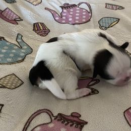 Girl 2 - Shih Tzu puppy in Terrebonne, Oregon from Jazzie Shih Tzu