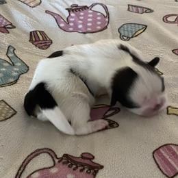 Girl 2 - Shih Tzu puppy in Terrebonne, Oregon from Jazzie Shih Tzu