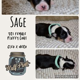 Sage - Black and tan female Pembroke Welsh Corgi puppy in Poteau, Oklahoma from Half-Pint Corgis