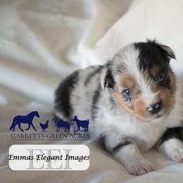 Boy 1 - male Miniature Australian Shepherd puppy in Galesburg, Illinois from Garretts Green Acres