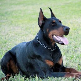 Doberman Pinschers from Aleyamma Dobermans