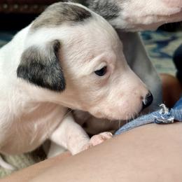 Fanny - Fawn brindle female Whippet puppy in Clinton, Tennessee from Ivanhoe Borzoi