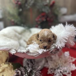 Shihpoo Puppies from House of Paws, LLC
