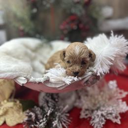 Shihpoo Puppies from House of Paws, LLC