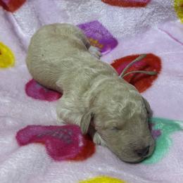 Sugar - Cream female Goldendoodle puppy in Simpsonville, South Carolina from D & D Golden Doodles, LLC