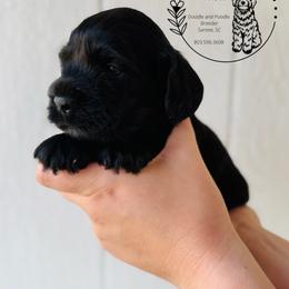 Raindrop - Black male Cockapoo puppy in Elloree, South Carolina from Sweet Farm Doodles