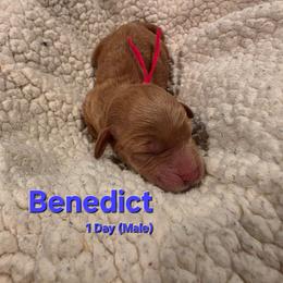 Benedict - Red male Labradoodle puppy in Genoa City, Wisconsin from Sakura Pups