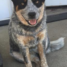Australian Cattle Dogs from Penn Valley Heelers