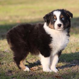 Black Tri Male 1 - Black tri-color male Australian Shepherd puppy in Northport, Alabama from Sipsey River Australian Shepherds