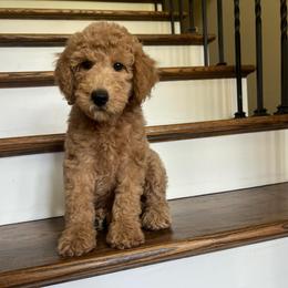 Dallas - Red  female Goldendoodle puppy in New Waverly, Texas from C.P. Puppy Buddies