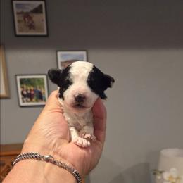 Daisy - Black & white female Maltipoo puppy in Everett, Washington from Meadows Ranch