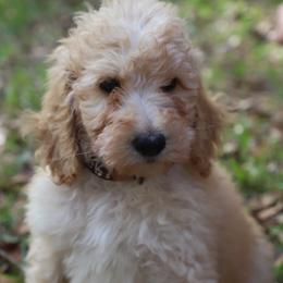 Jack - Apricot male Goldendoodle puppy in Macclenny, Florida from Baker County Goldendoodles