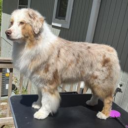 Leona - Red merle female Australian Shepherd puppy in Jacksonville, Florida from Solace Australian Shepherds