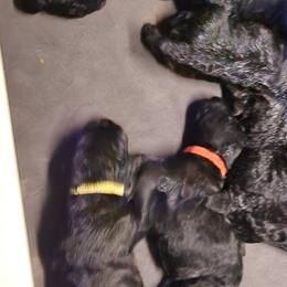 Black Russian Terriers from KGB-BRT