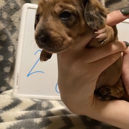 Dachshund Puppies from Bobbi’s Doxies