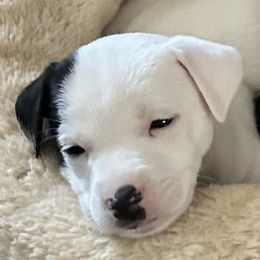 Jack Russell Terrier Puppies from Bagg End Jack Russell Terriers