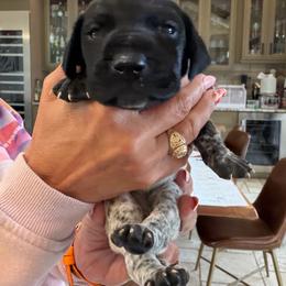 Pecos - Black roan male German Shorthaired Pointer puppy in San Antonio, Texas from Alvarado Farm Kennels, LLC