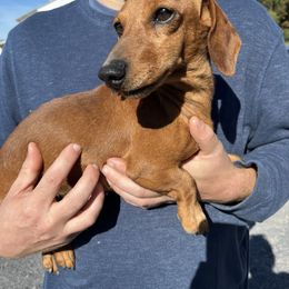 Benji - Dachshund