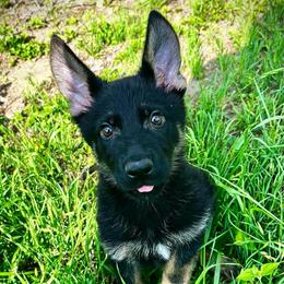 Alexa (girl red) - Black and tan female German Shepherd puppy in San Antonio, Texas from CISCOK9