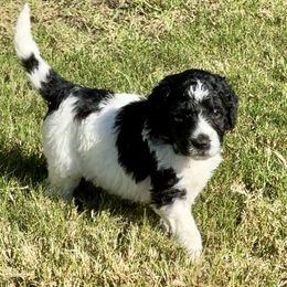 Willow - Black and white female Aussiedoodle puppy in Waelder, Texas from Aussiedoodles of Austin