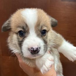 Denver - Red male Pembroke Welsh Corgi puppy in Delton, Michigan from CorGizmo