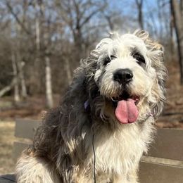 Saint Berdoodles from Jeff's St Berdoodles