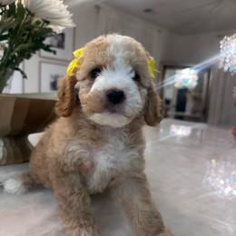 Lola - Buff female Cockapoo puppy in Sacramento County, California from Sac-Town Poodles and Doodles