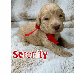 Serenity - Caramel cream female Australian Labradoodle puppy in Upland, California from Kings Labradoodles