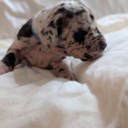 Frank - Harlequin male Great Dane puppy in Mineola, Texas from RC Ranch Great Danes And Cane Corsos