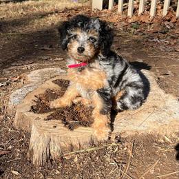 Aussiedoodle and Bernedoodle Puppies from Steindoodles