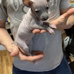 American Hairless Terrier Puppies from Gold Rush Kennels