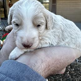 Cream Abstract - White male Bernedoodle puppy in Holt, Missouri from Mindys Doodles