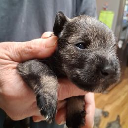 Boy 2 - Black and silver male Miniature Schnauzer puppy in Raymond, Washington from Springs Miniature Schnauzers