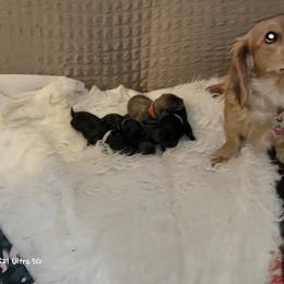 Dachshund Puppies from CLARK'S BREEDING PROGRAM