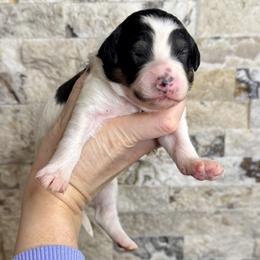 Sparrow - Black and white female Bernedoodle puppy in Midland, Michigan from Northern Charm Farm