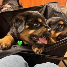 Gale - Black and mahogany female Rottweiler puppy in Crothersville, Indiana from The Solid Rock Kennel
