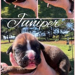 Juniper - Fawn female Boxer puppy in Cochran, Georgia from Sweet Georgia Boston’s