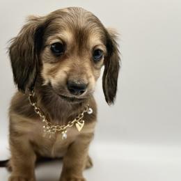 AKC Pink Girl - Cream female Dachshund puppy in Bartlesville, Oklahoma from OkieDokieDox