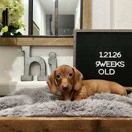 Rocket - Red male Dachshund puppy in Goodyear, Arizona from AZ Low Life Doxies