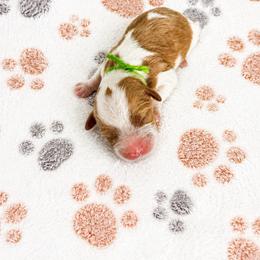 Aussiedoodle, Bernedoodle, Cavapoo, Goldendoodle, and Newfypoo Puppies from Haaspawz