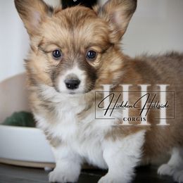 Red.Sable FLUFF Girl 5 Kept Tail - Sable female Pembroke Welsh Corgi puppy in Locust Grove, Oklahoma from Hidden Hillsides Corgis