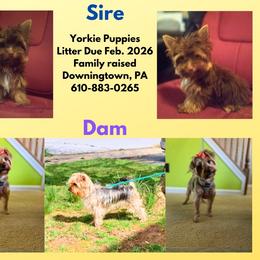 Girl 2 - Black and tan female Yorkshire Terrier puppy in Downingtown, Pennsylvania from Superior Family Kennels